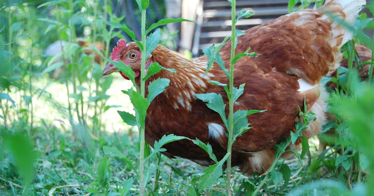 Chickens are better gardeners