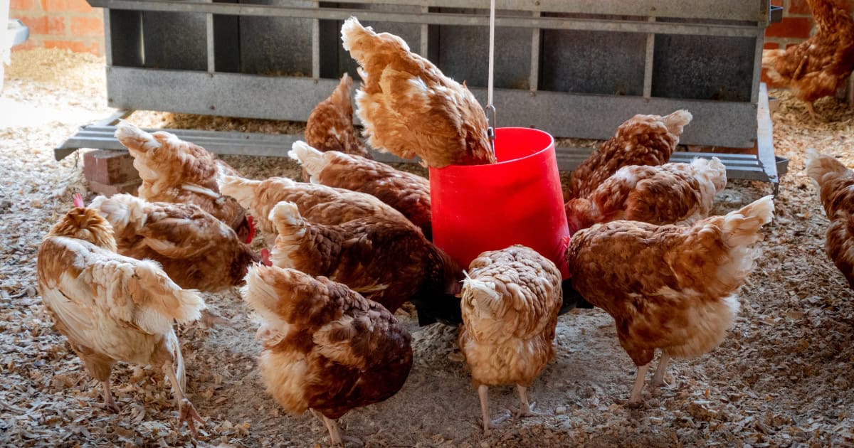 Chickens are cheaper to run