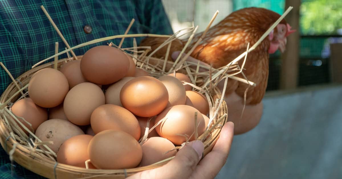 Chickens give you eggs