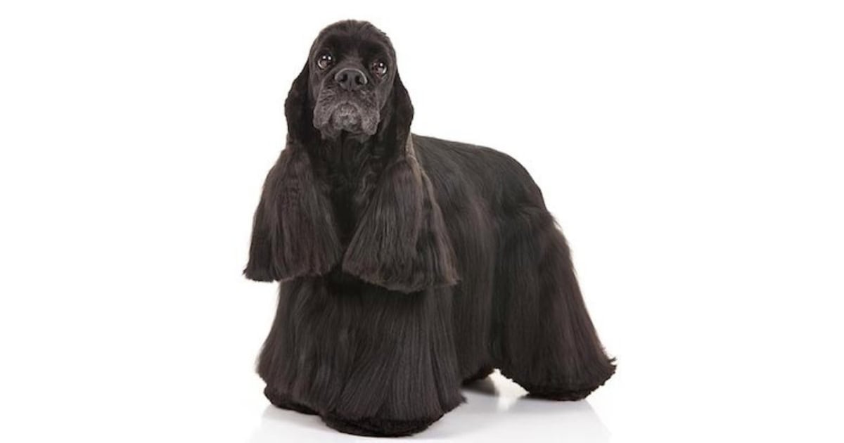Cocker Spaniel