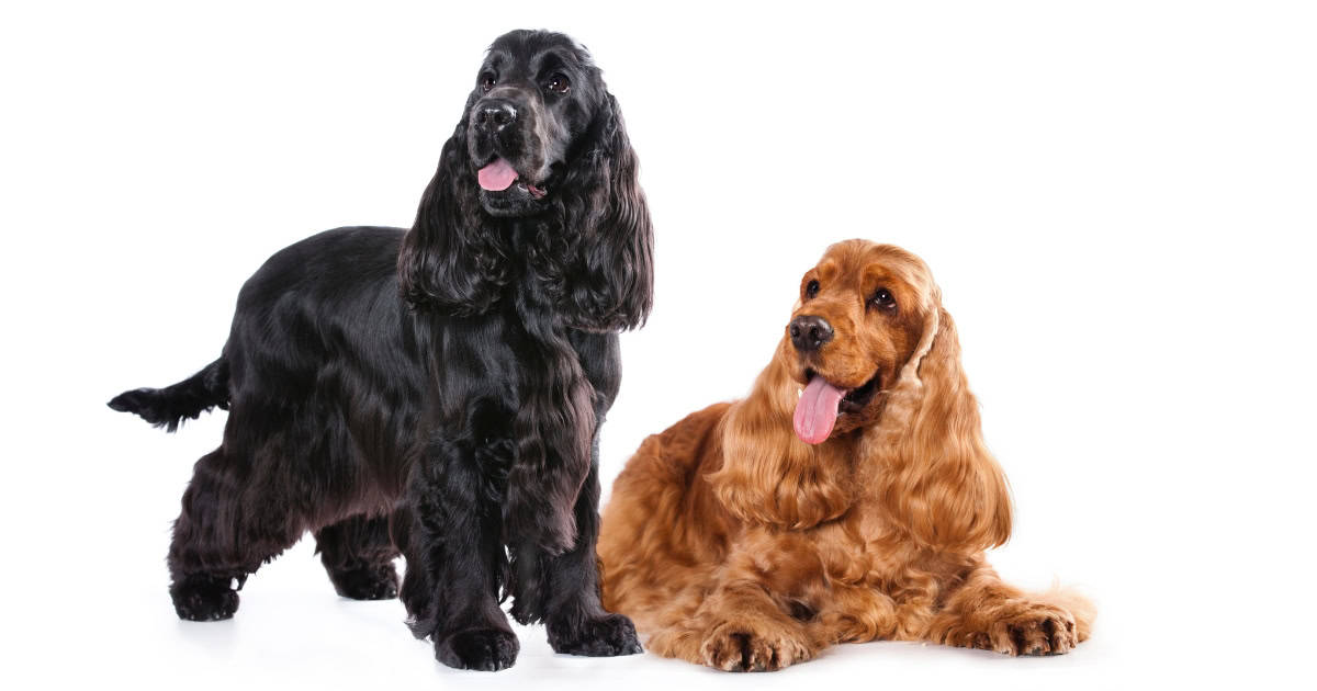 Cocker Spaniel