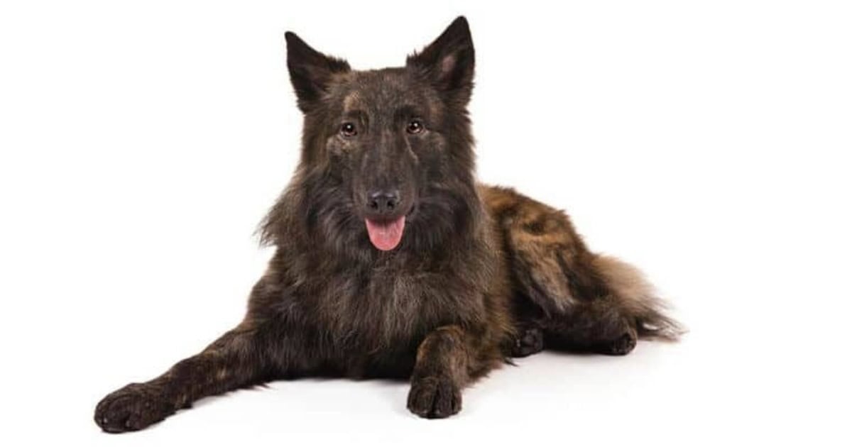 Dutch Shepherd