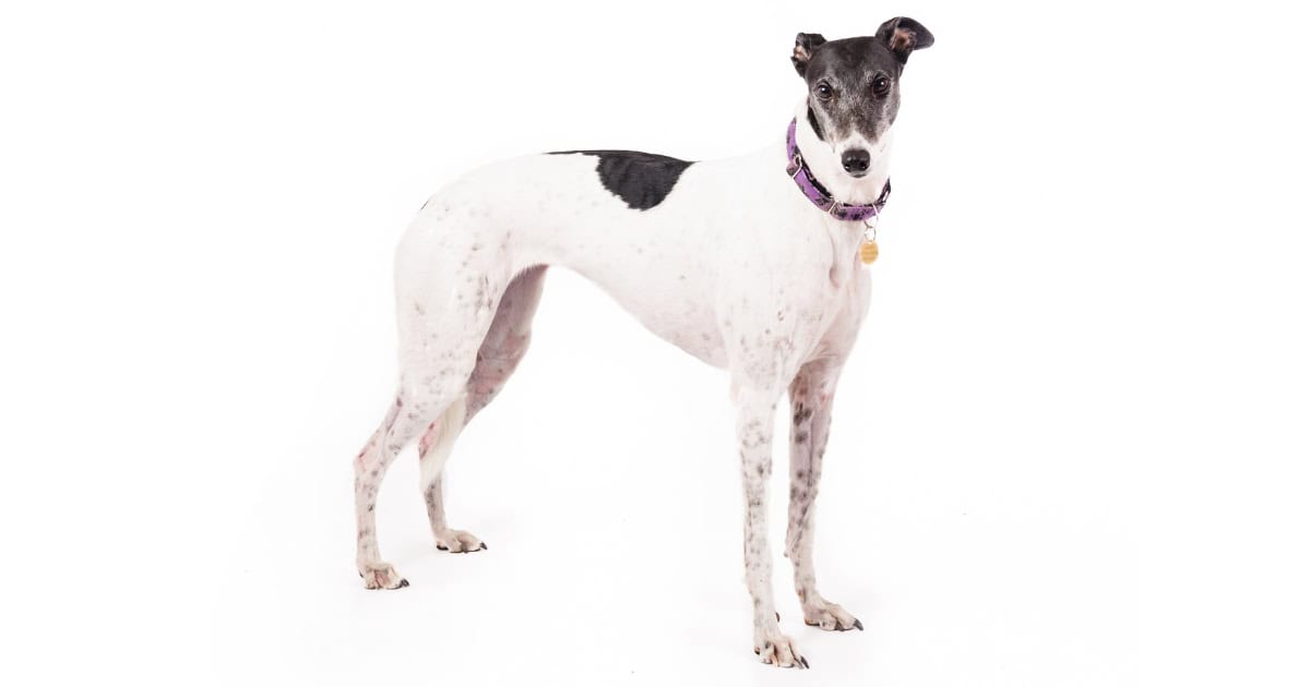 Greyhound