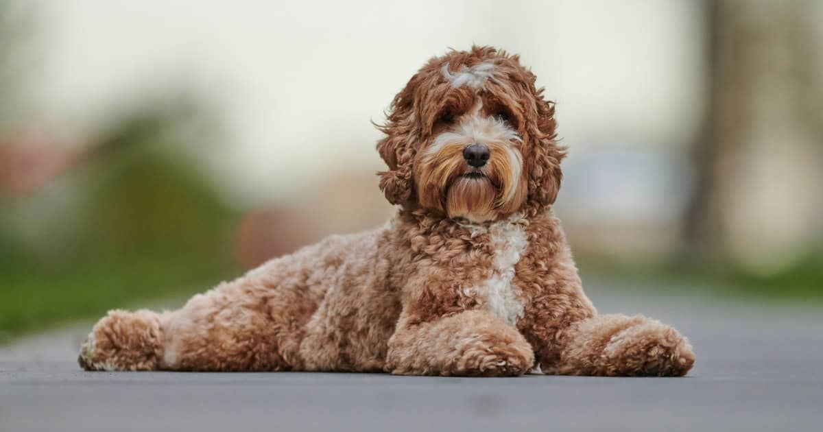 Labradoodle