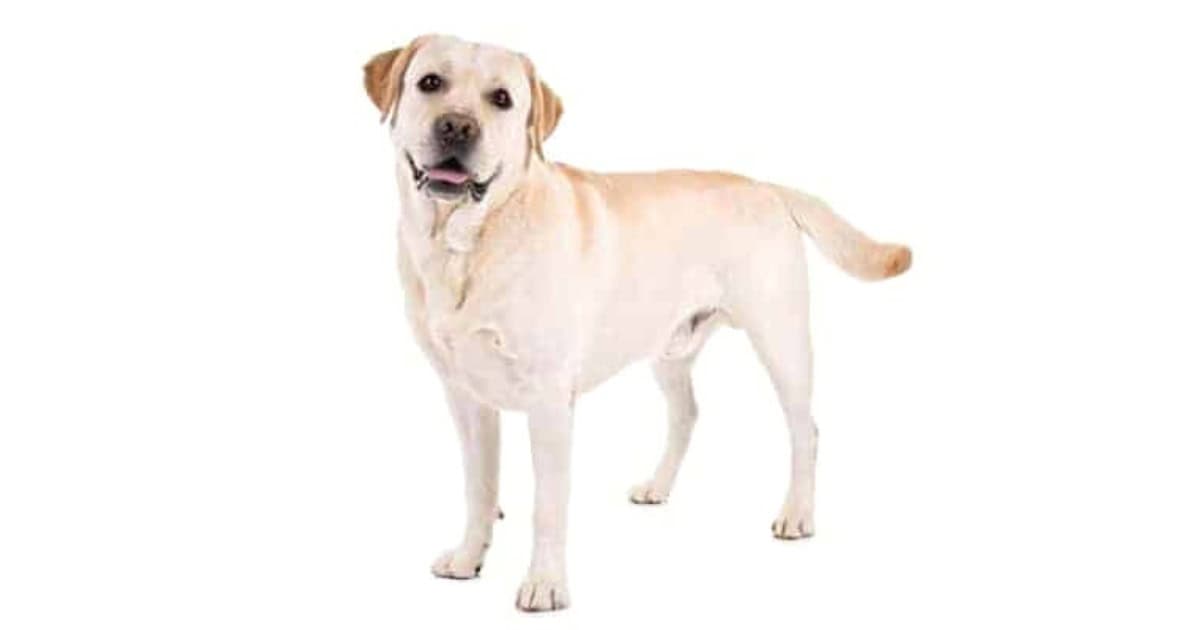Labrador Retriever