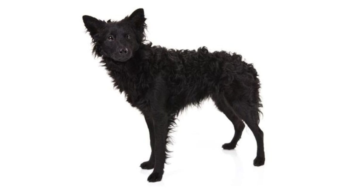 Mudi Dog