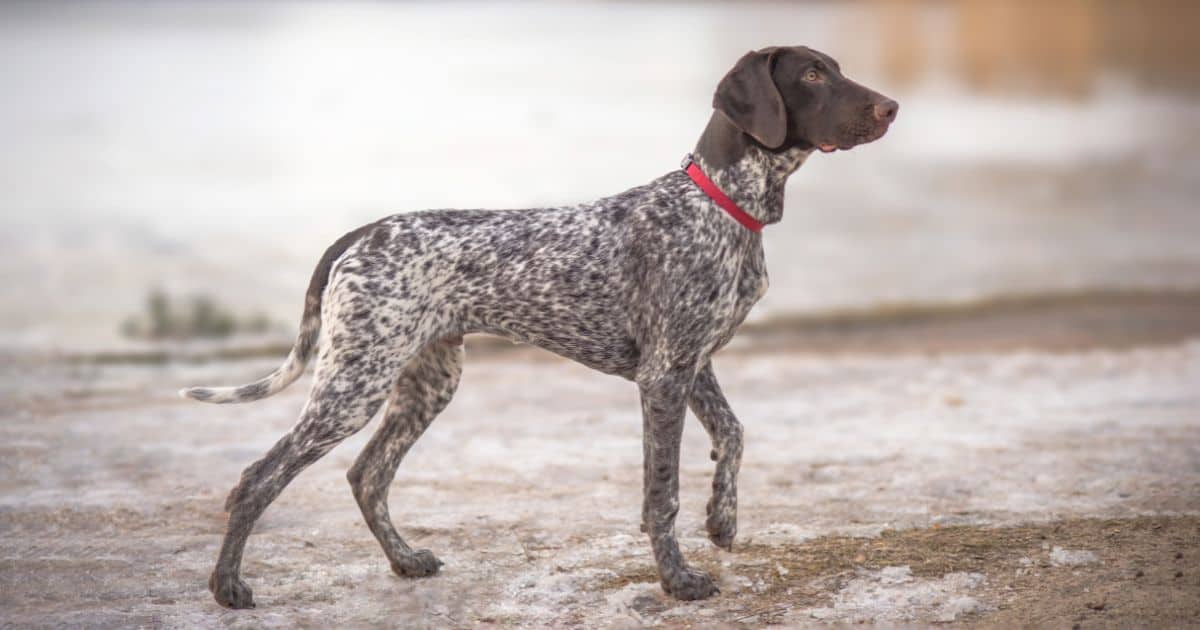 Pointer