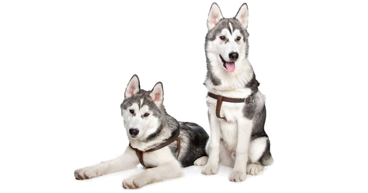Siberian Husky