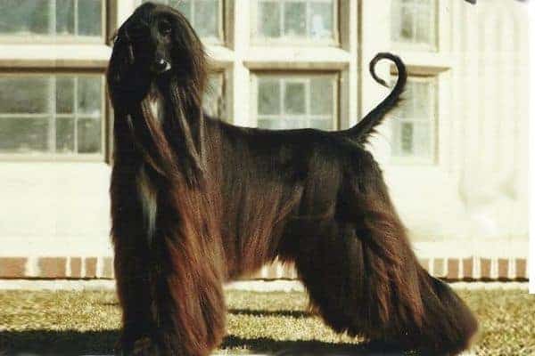 Afghan hound