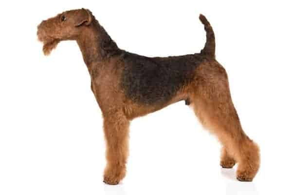 Airedale terrier