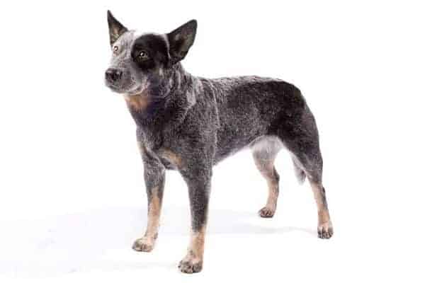 Australian Cattle Dog