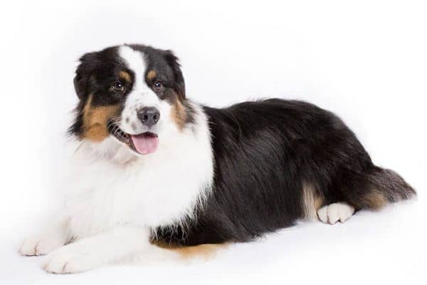 Australian Shepherd