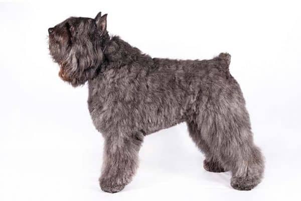 Bouvier Des Flandres