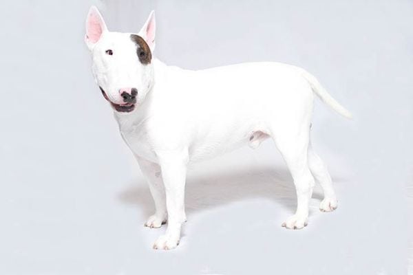 Bull Terrier