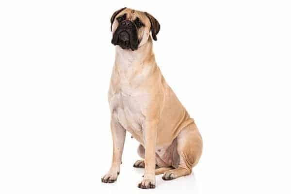 Bullmastiff