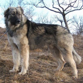 Carpathian shepherd dog