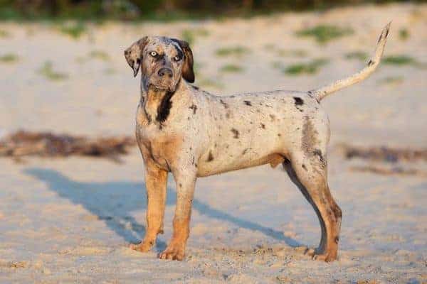 Catahoula Leopard Dog