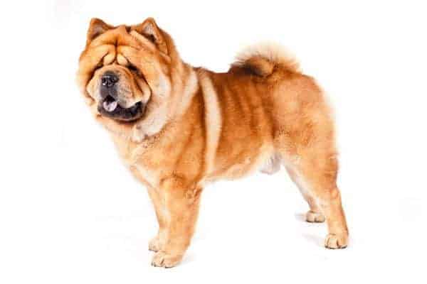 Chow Chow