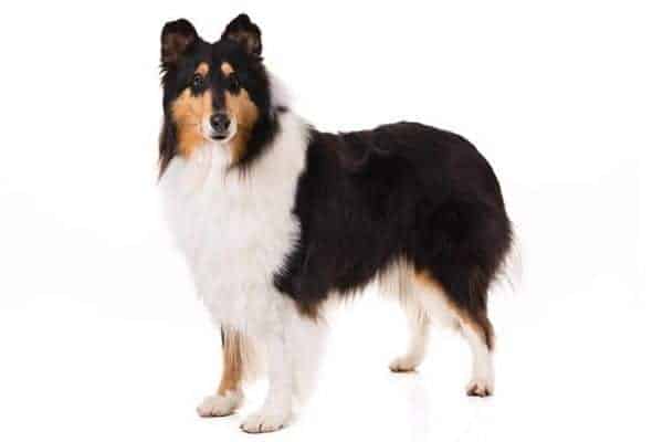 Collie