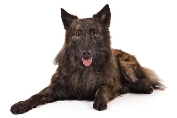 Dutch shepherd