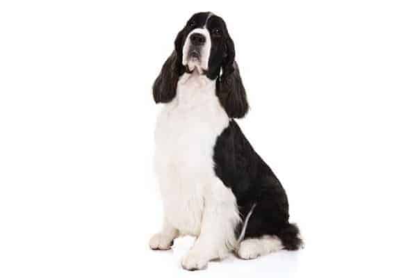 English springer spaniel