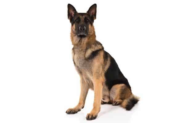 German Shepherd