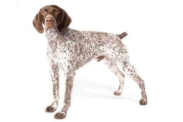 German shorthaired pointer