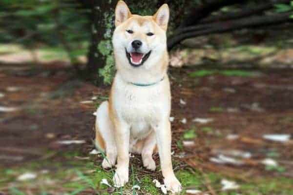 Japanese Akita