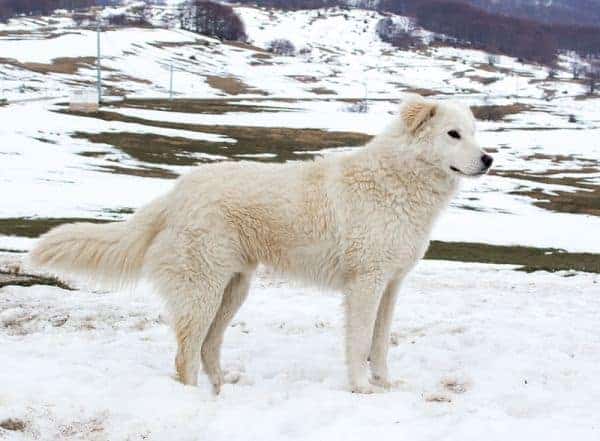 Maremma Sheepdog