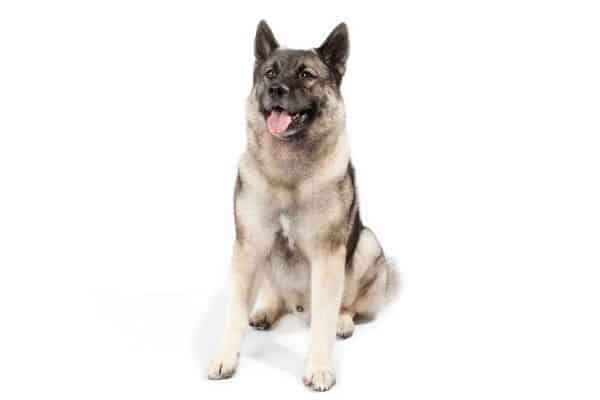 Norweigan Elkhound