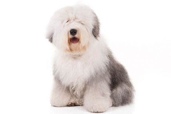 Old English Sheepdog