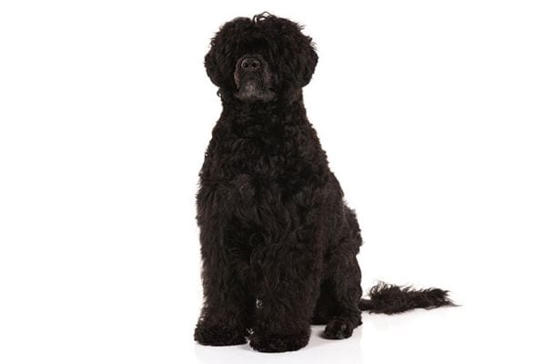 Portuguese Water dog