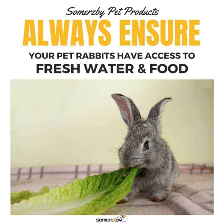 Rabbits indoors - Always ensure rabbits have access to fresh water and food