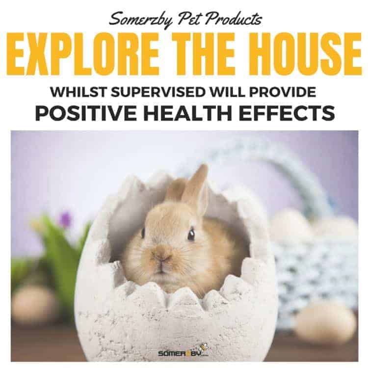Rabbits indoors - Exploring the house will have positive health effects