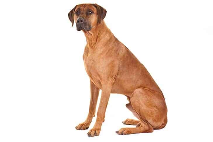 Rhodesian Ridgeback