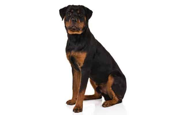 Rottweiler