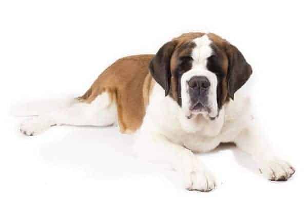 Saint Bernard