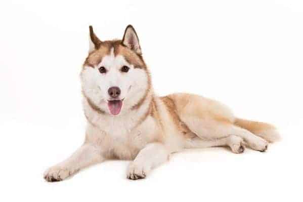 The Ultimate List Of 50 Big Dog Breeds For 2018