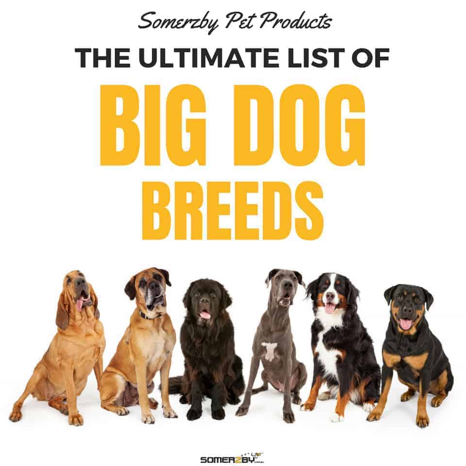 The Best List of 50 Big Dog Breeds for 2021