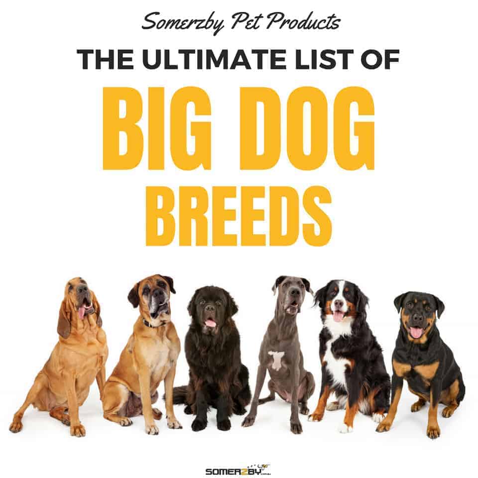 best big fluffy dogs