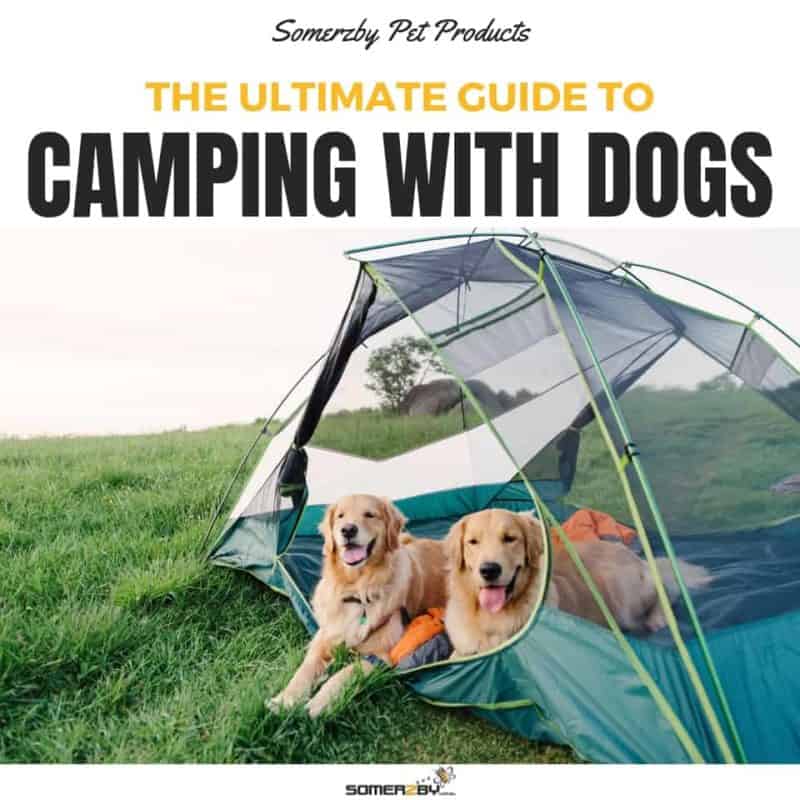 CAMPING WITH DOGS