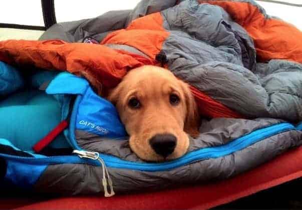 Camping with Dogs for Warmth