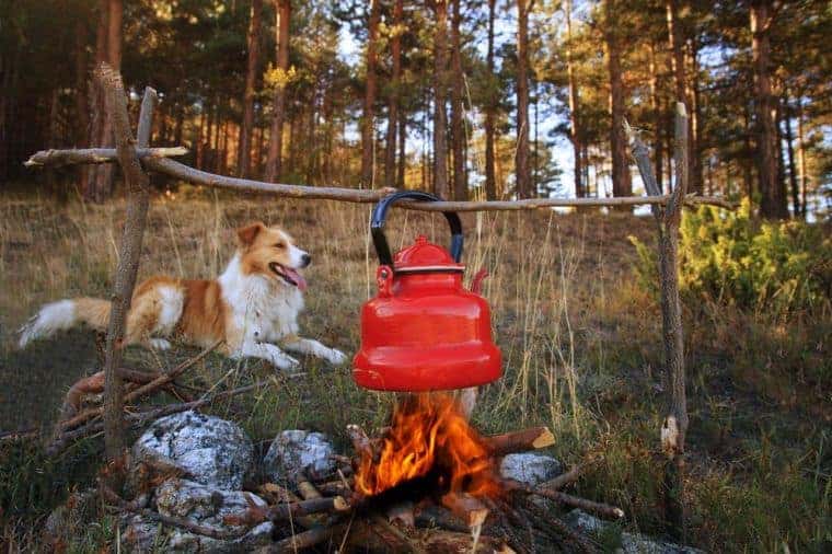 Camping with dogs resting near fire