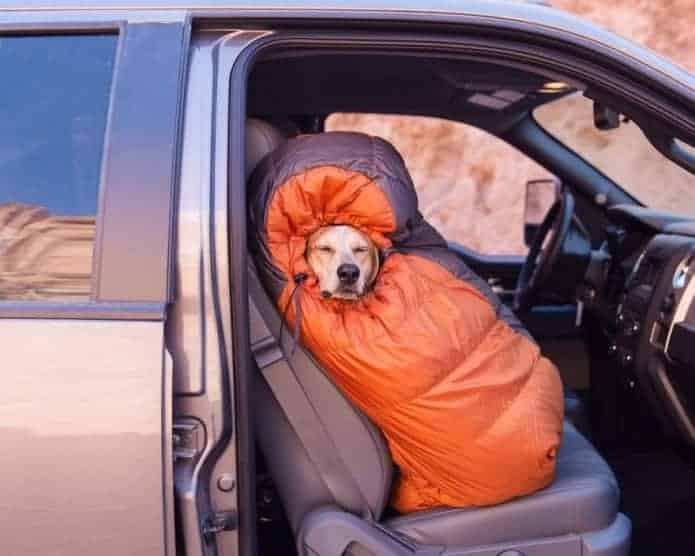 Camping with Dogs snug