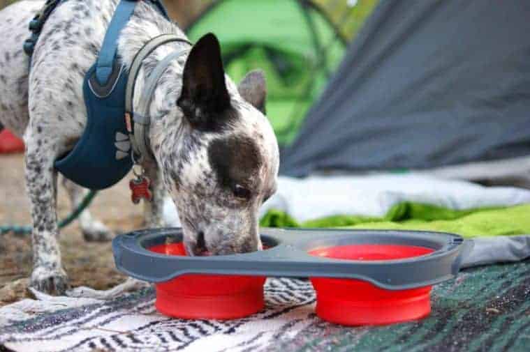 Food and water bowls for camping