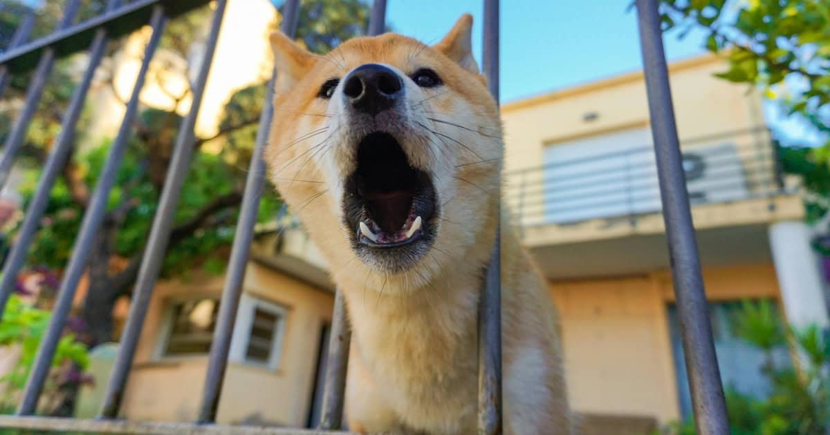 Barking Dog Successfully