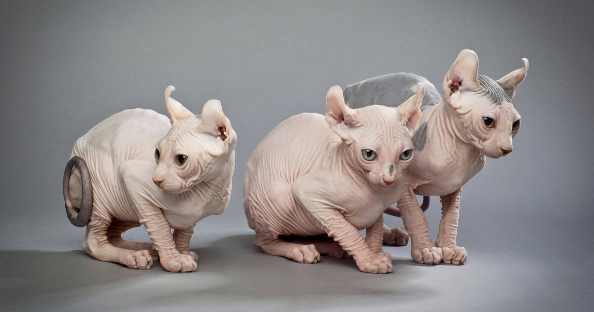 Elf Cat