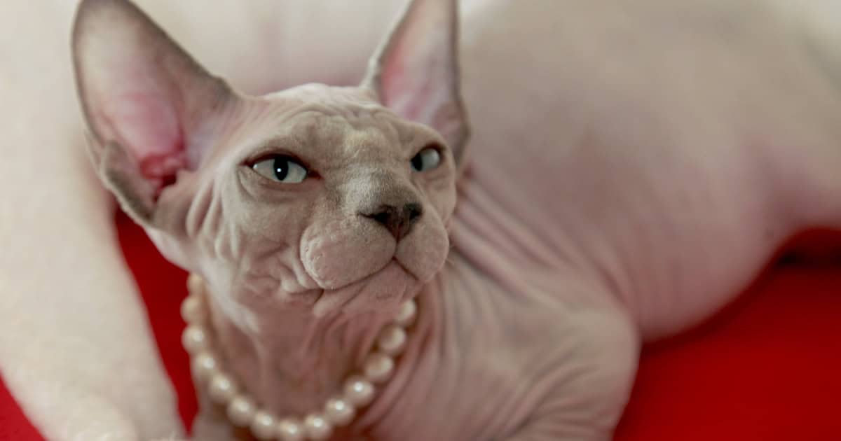Sphynx Cat