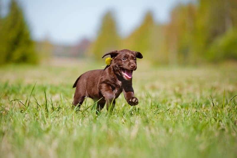 Puppy Playing