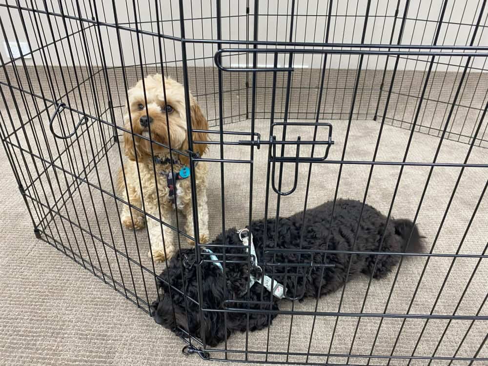 Arena Dog Playpen - Latches